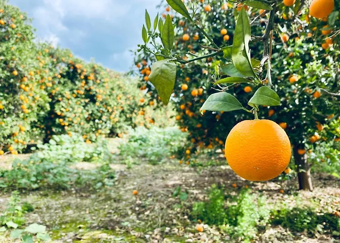 The Summer House * Polis