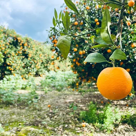 The Summer House * Polis