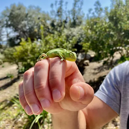 度假居 The Summer House