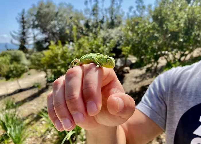 Dom wakacyjny The Summer House